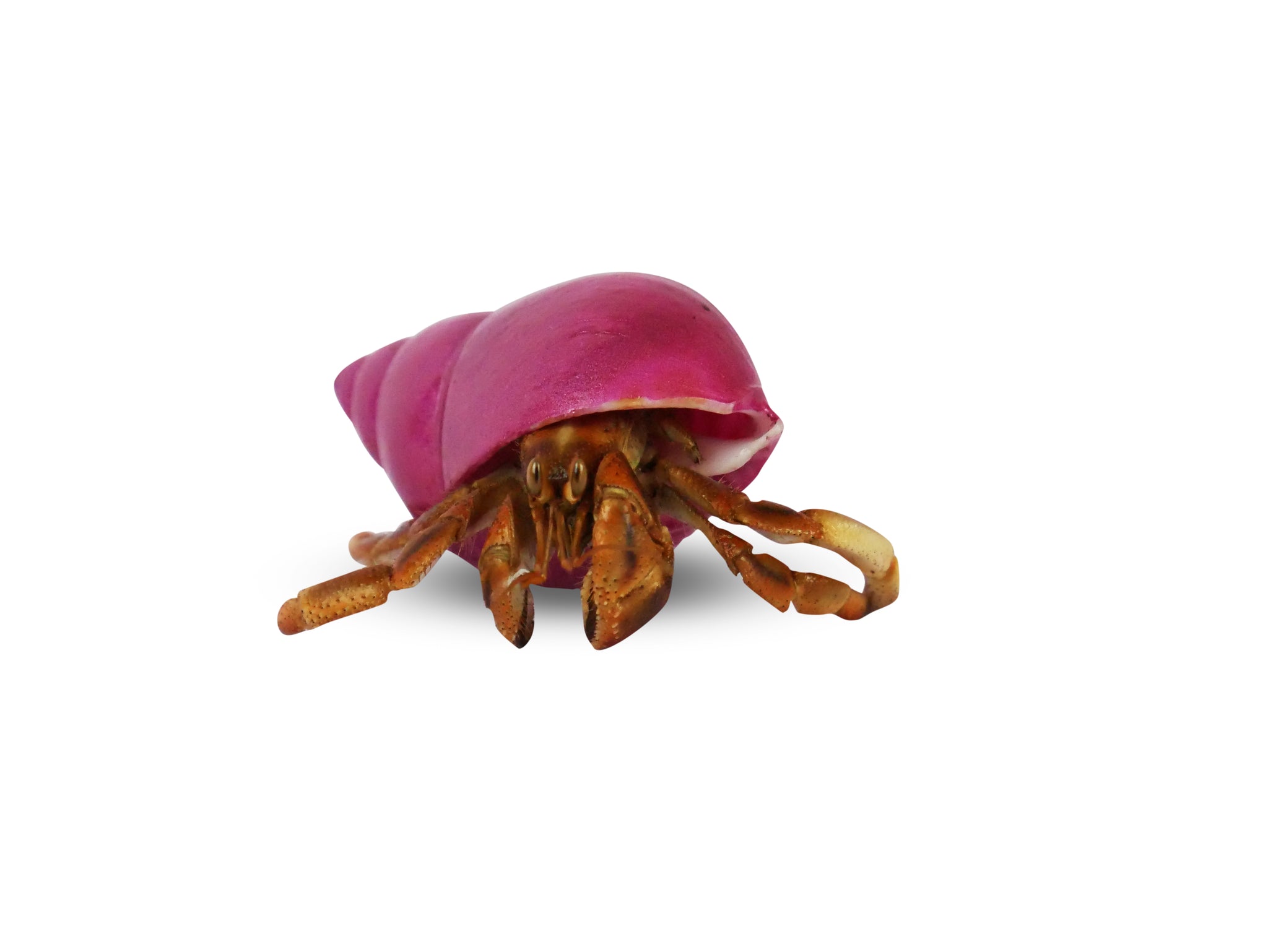 Pet Hermit Crab for Sale Krabooz Happy Pet Shack