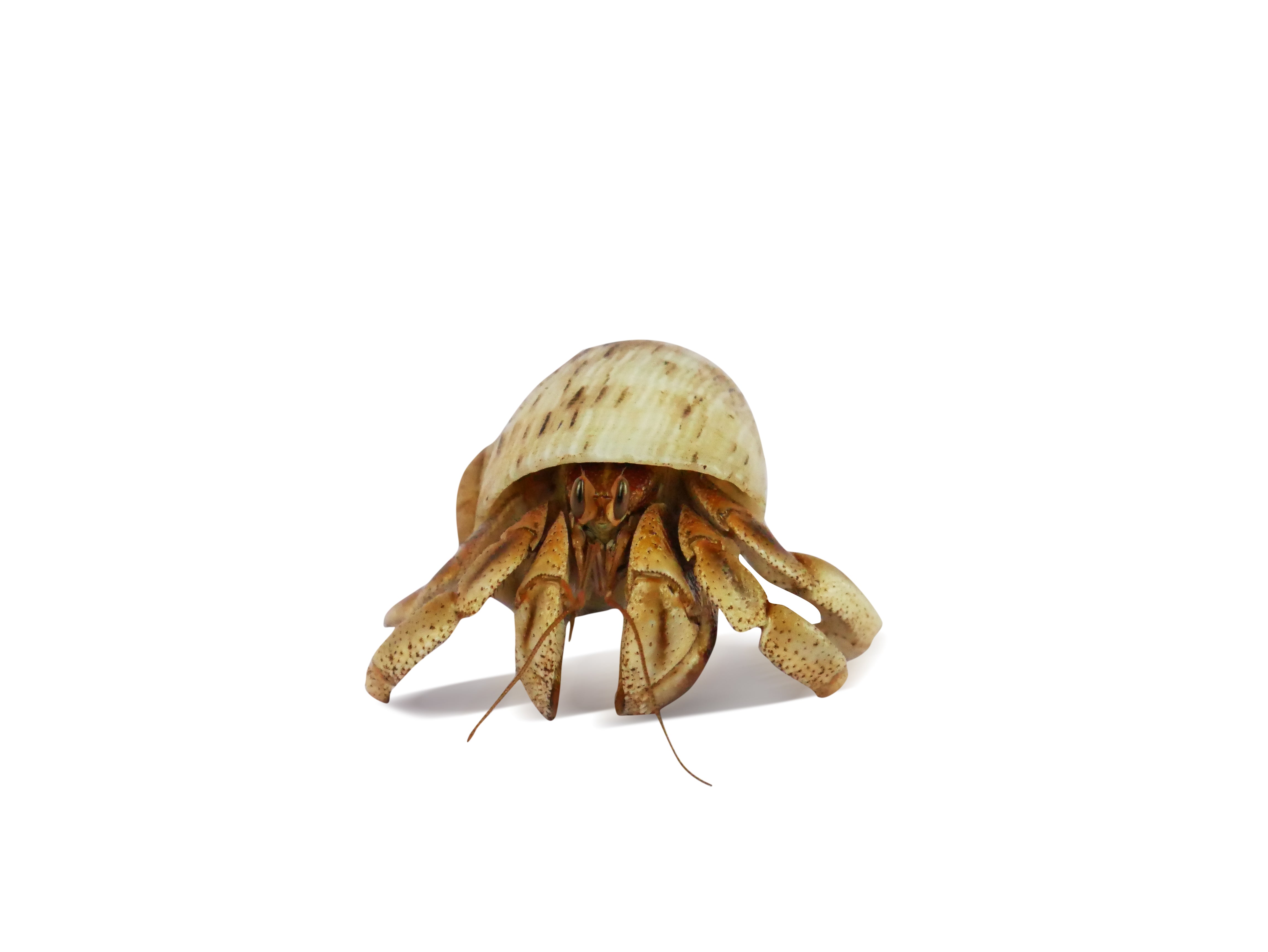 Hermit crabs for sale clearance online